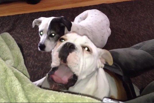 Funniest Animal Sounds of 2017 | Funny Pet Videos | Cutest Animals 2017 | Funny Cat and Dog Videos! Epic Cats and Dogs!