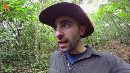 Se faire piquer par la fourmi la plus douloureuse du monde !