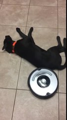 Non le chien ne bougera pas d'un poil... Même devant un Roomba acharné!