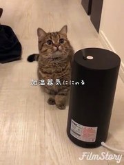 Ce bébé chaton essaye d'attraper la vapeur d'un humidificateur