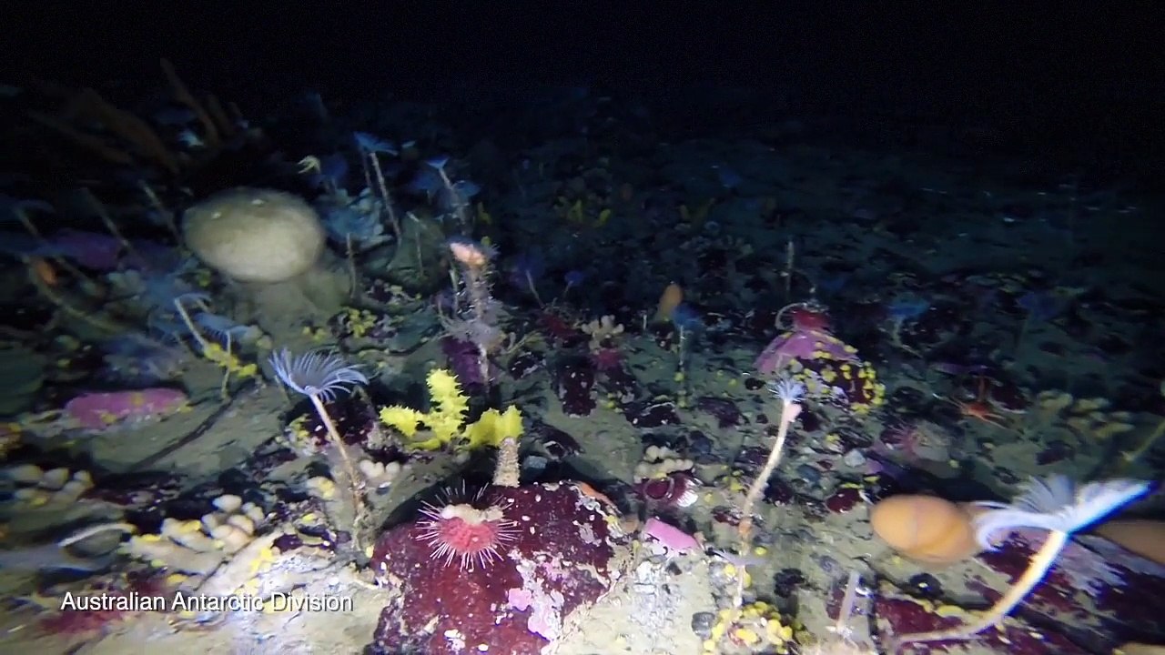 Les fonds marins sous la banquise en antarctique filmés !