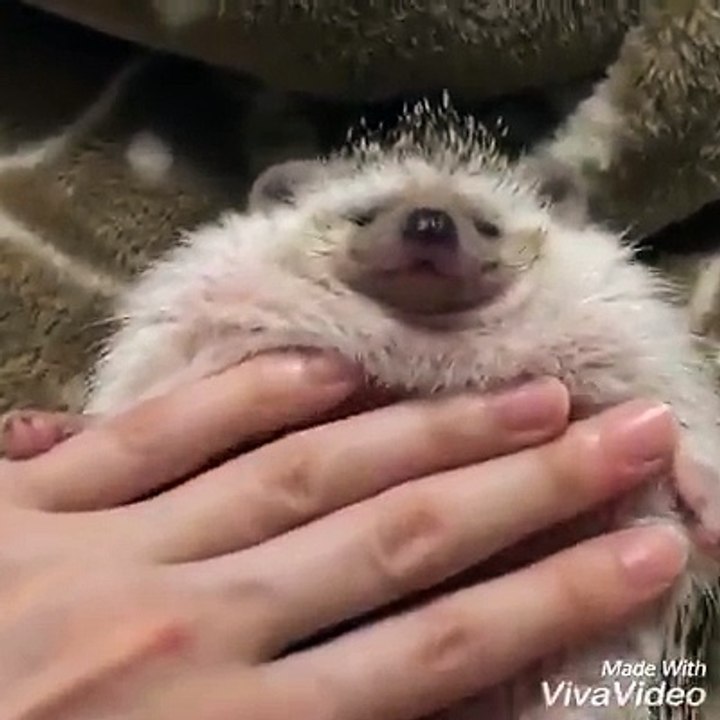 This happy hedgehog getting a belly rub is all.