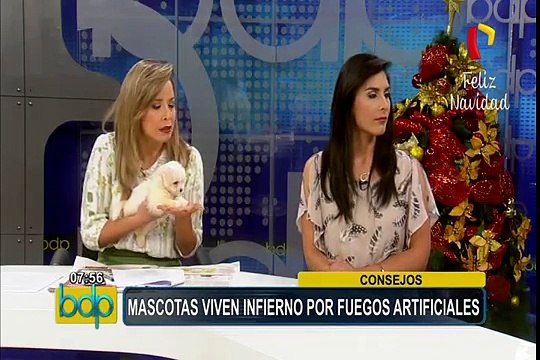 Fiestas por fin de año: ¿cómo evitar que las mascotas sufran con los pirotécnicos?