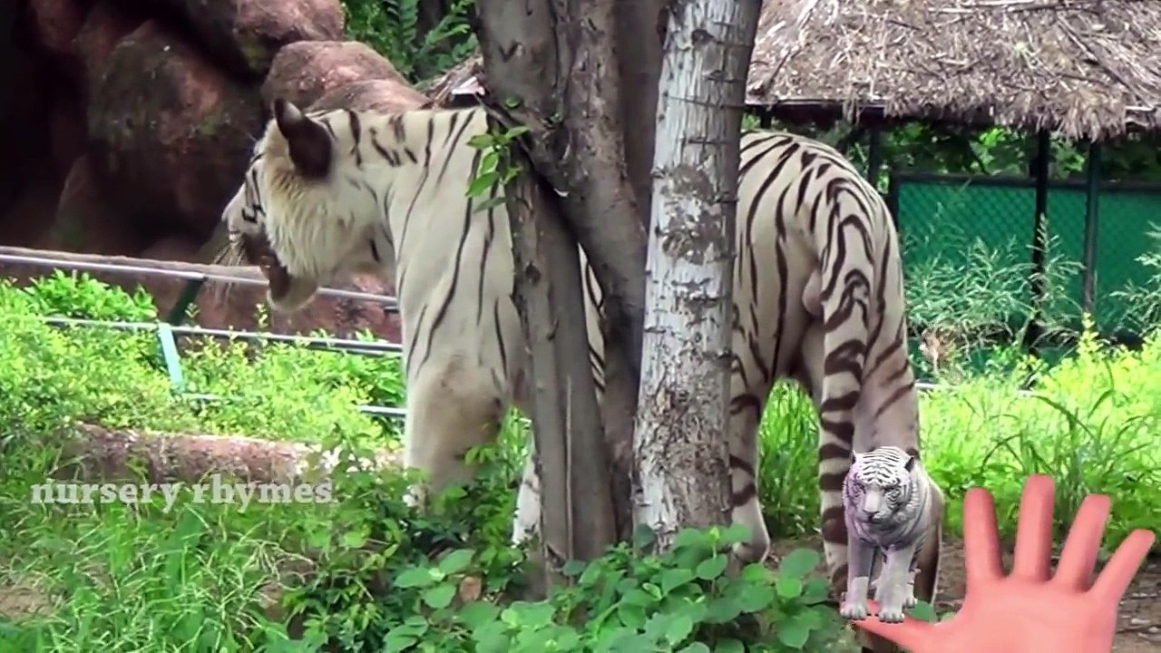 Finger Family || REAL WHITE TIGER FOR KIDS version || Nursery Rhymes and Baby Songs
