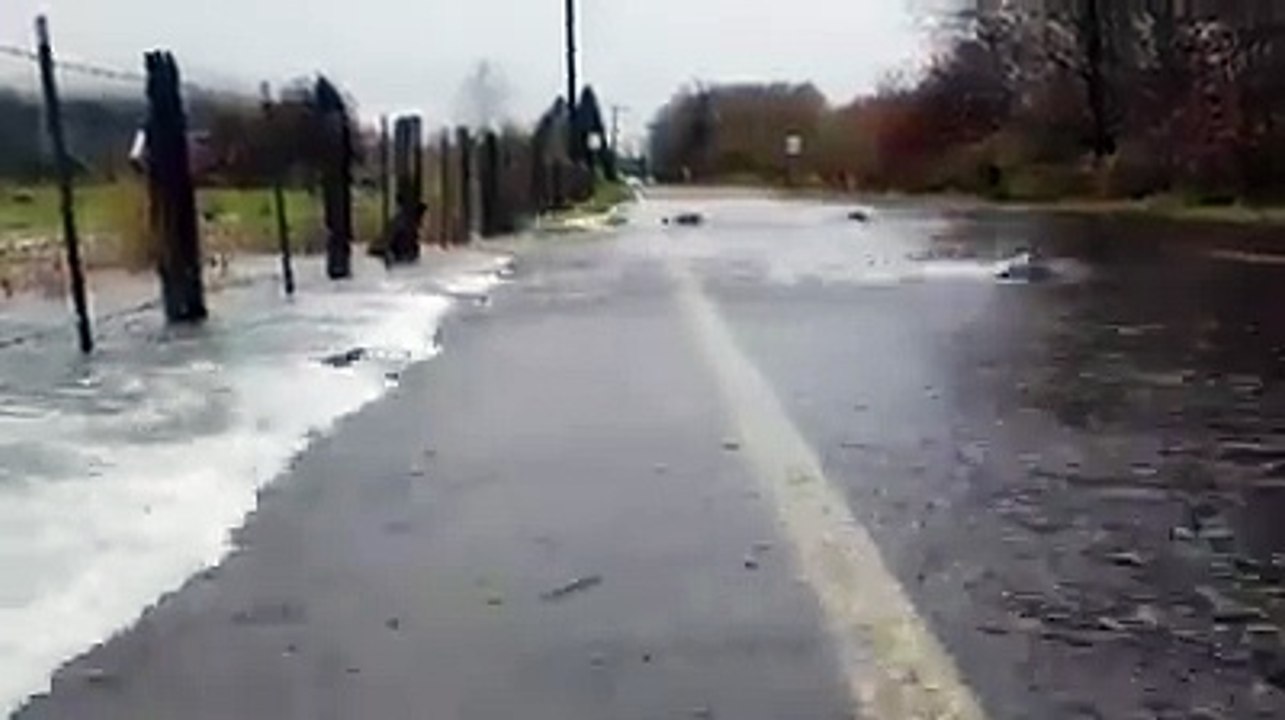 Des poissons profitent des inondations pour traverser une route