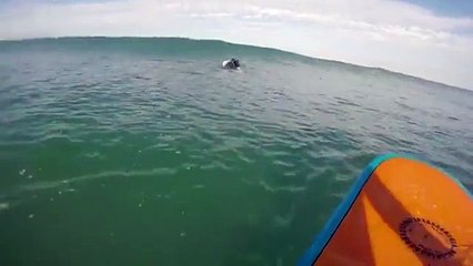 Un phoque s'incruste sur la planche d'un surfeur !
