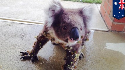 Koala covered in prickles gets much-needed spa treatment from a helpful neighbor