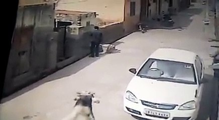 Cow hits a boy