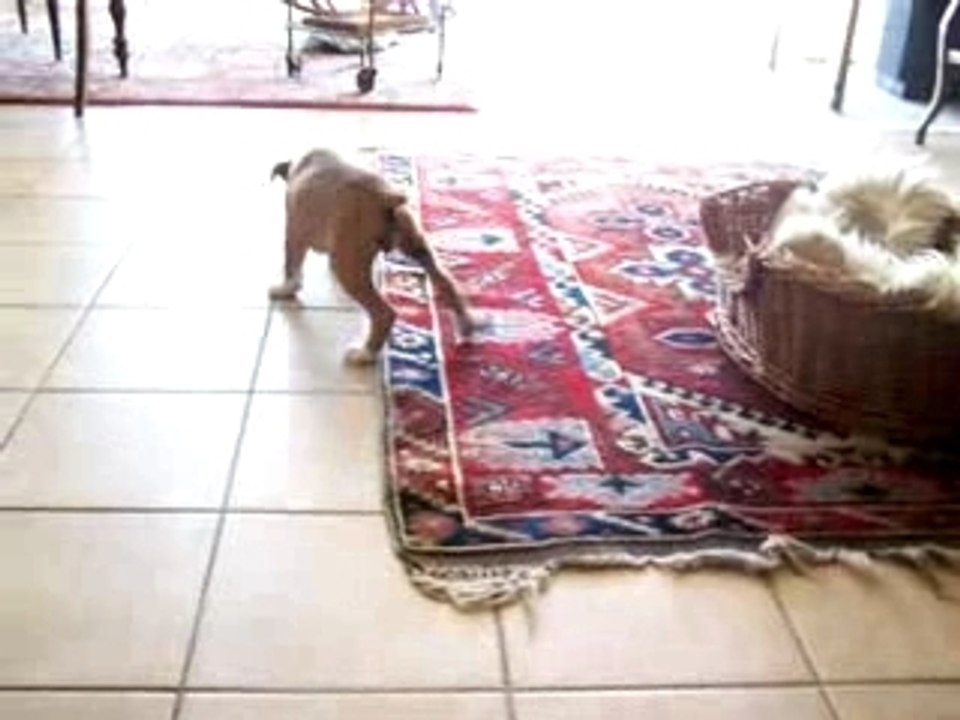 Cayenne + bouteille 1