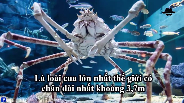 Top 8 Loài Quái Vật Kỳ Dị Ẩn Mình Dưới Biển Sâu