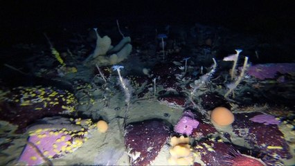 Sous la banquise de l'Antarctique, un monde coloré