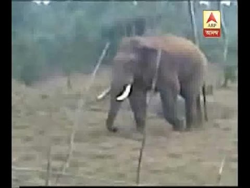 elephant at tea garden at Jalpaiguri