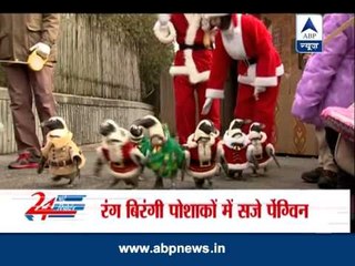 Penguin parade as pre-Christmas celebration