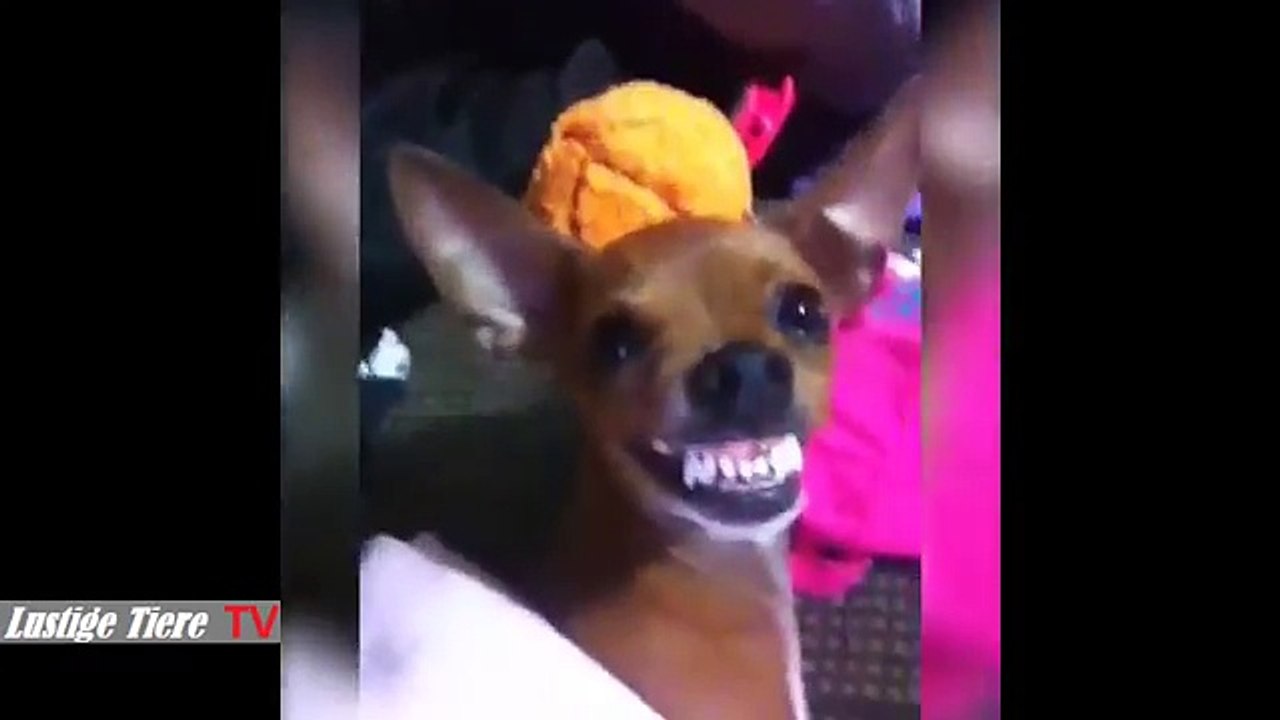 Lustige Katzen Tiere Zum Totlachen 22 BM