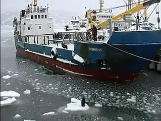 Un Cane era rimasto intrappolato su un Blocco di Ghiaccio, ma ecco che u gruppo di Marinai...