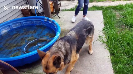 Good samaritan rescues large rat, struggling in water