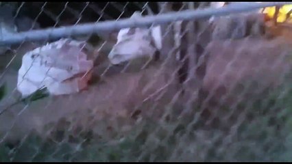 Un Poliziotto Salva un Cane da un Posto in Fiamme