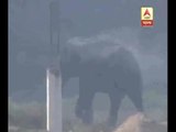 Elephant ransacked at Jalpaiguri's Dhupguri area