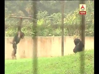 The chimpangees enthrall crowd at Alipure zoo on 31st december morning