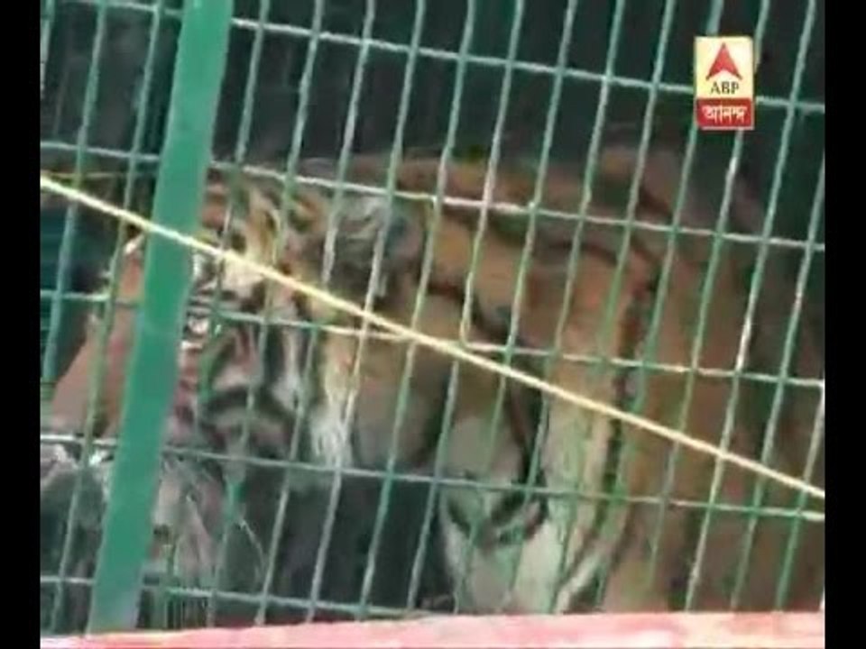 Tiger caged in at Kultali