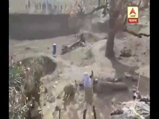 Leopard attack in W. Midnapore, 4 injured