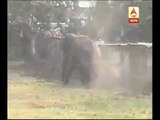 An elephant entered into Siliguri locality, ransacked houses, shops, smashed bikes, cars