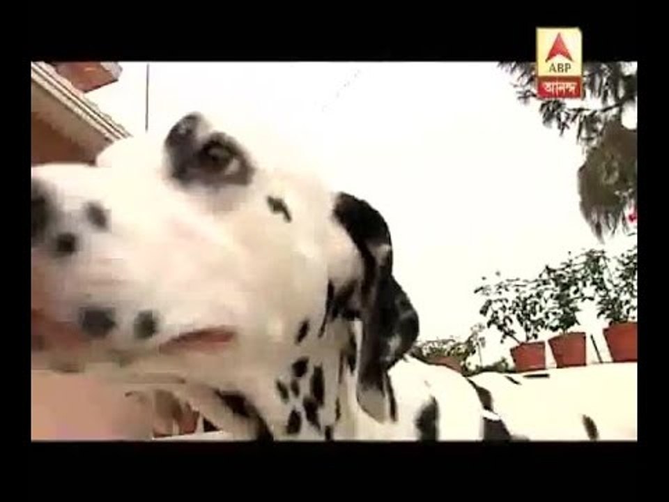 A sneak peek into actors' pets