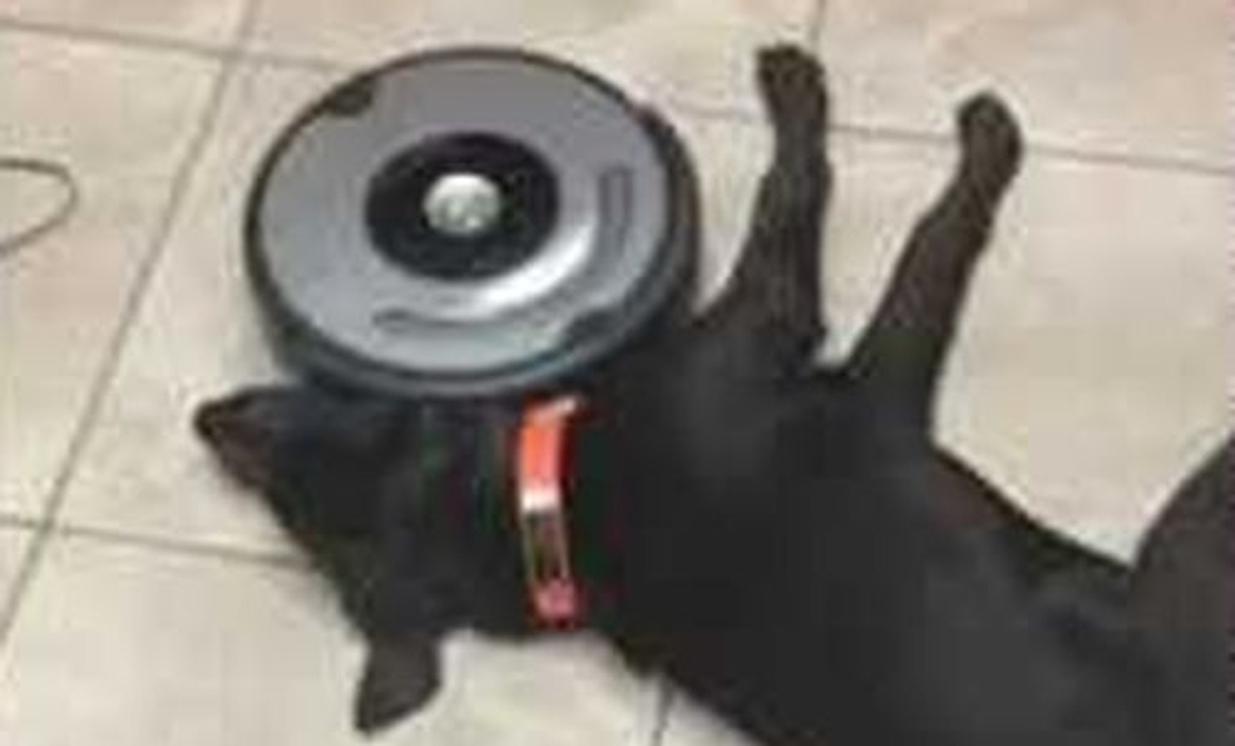 Un chien bien trop fatigué pour bouger pendant que le robot aspirateur fait  son boulot ! - Vidéo Dailymotion