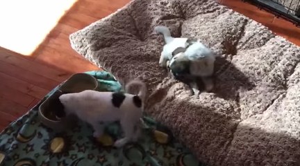 Un chiot trop mignon danse en mangeant !