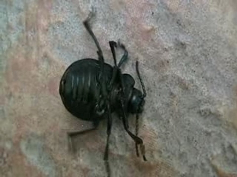 Chronique d'une mort annoncée