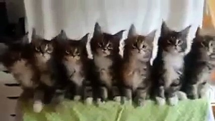 Guardate come vanno a tempo di musica questi gattini!