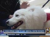 Dogs spreading holiday cheer to medical centers