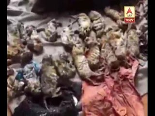 Thai Officials find 40 dead cubs in Freezer at Tiger Temple