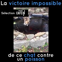 Ce chat n'a vraiment pas les yeux en face des trous !