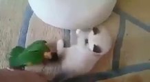 Minik kedi ile papağanın inanılmaz güreşi..! İzlemeden geçmeyin