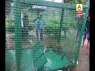 Leopard captured in Alipurduar's Hashimara