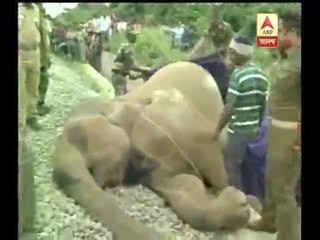 Elephant killed after being hit by train