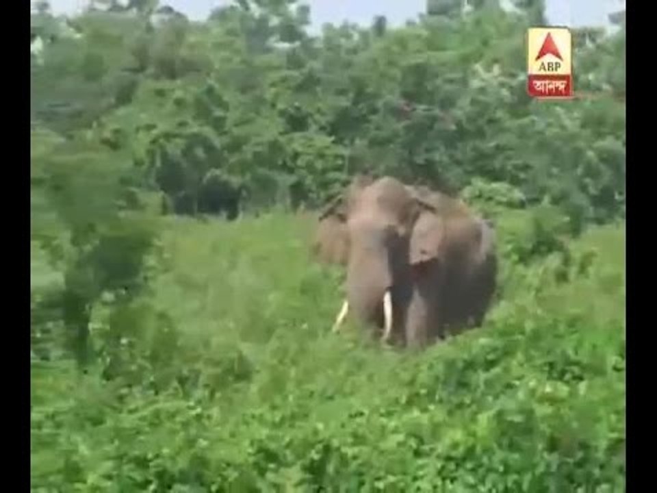 Tusker elephant at Jalpaiguri localities