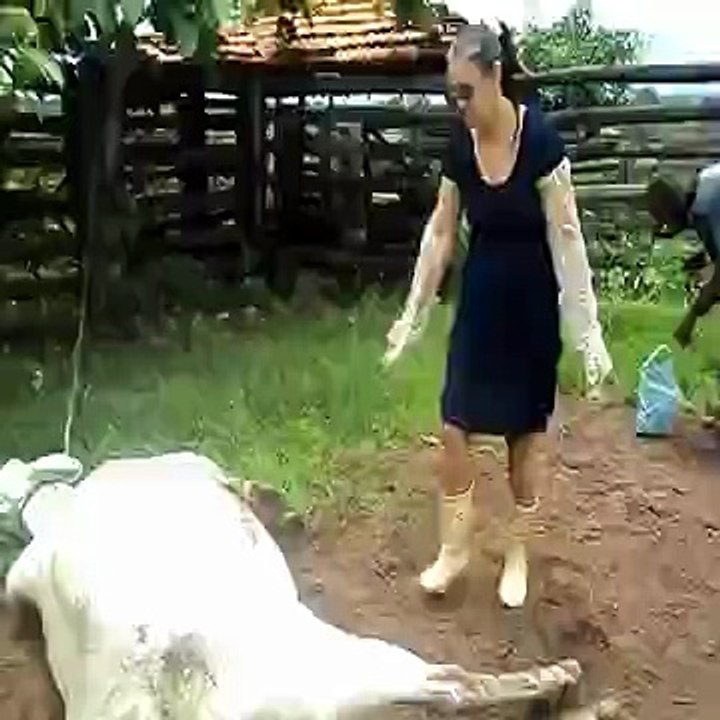 Elle se prend un grand coup de sabot dans la tête !