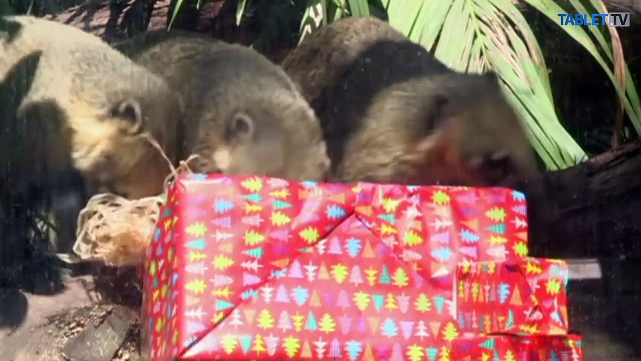 =BK=AUSTRALIA ZOO