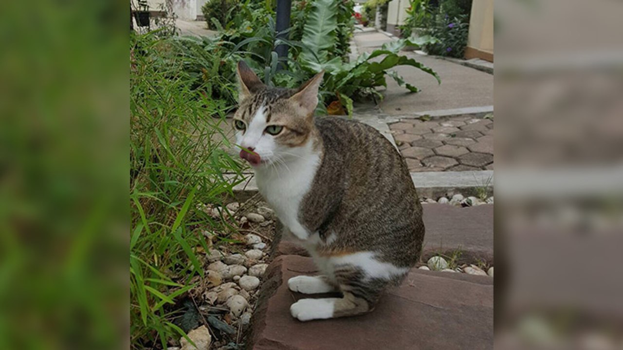 Un chat amputé continue de vivre avec deux pattes Vidéo Dailymotion