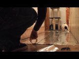 Do Cats Walk On Foil   An Experiment