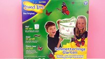 Butterfly Garden Insect Lore - The caterpillars are here! - Kosmos Demo