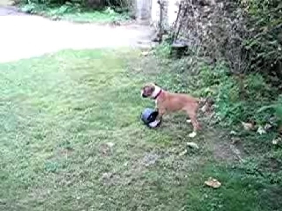 Cayenne + pot de fleur