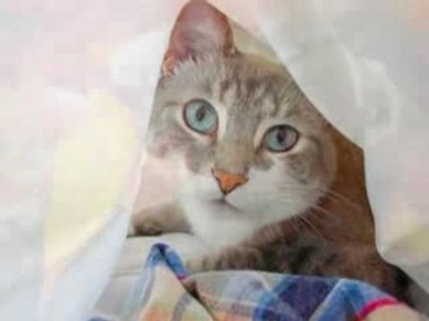 Magnifiques chiots et chatons