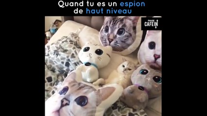 Ce chat sait parfaitement se fondre dans la masse !