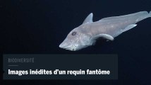 Les premières images d'un requin fantôme dans son milieu naturel