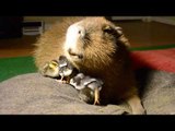 Caring Capybara Minds Some Cute Chicks