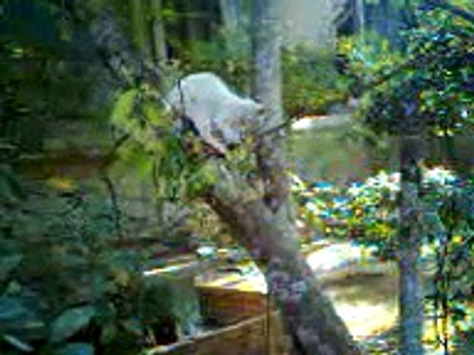 Cat climb