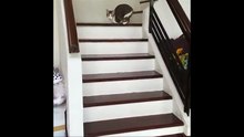 Ce chat est amputé de deux pattes, mais la manière dont il se déplace vous surprendra !